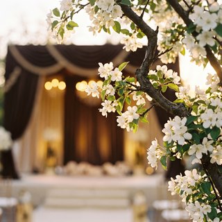 Fiori in boccio davanti al palco